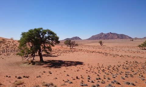 Wenige Bäume stehen in einer trockenen Landschaft - Namibia Reise mit Kindern