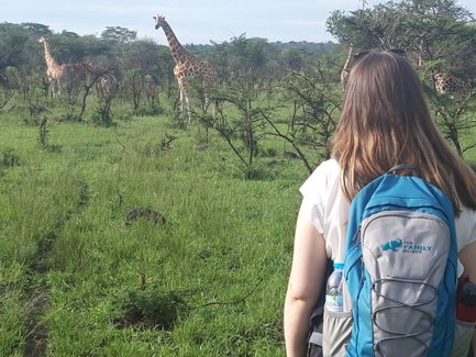 Eine Person mit einem Rucksack beobachtet mehrere Giraffen in der grünen Landschaft des Mburo-Nationalparks.
