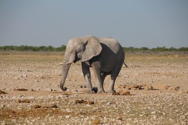 Ein Elefant steht ruhig in der Landschaft - Namibia Familienurlaub