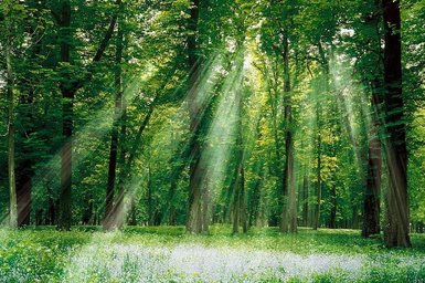 Ein üppiger Wald mit hohen Bäumen, durch die sanfte Sonnenstrahlen auf eine blühende Wiese scheinen.