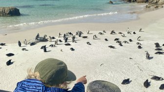 Pinguine laufen am Strand des Boulders Beach – Südafrika mit Kindern