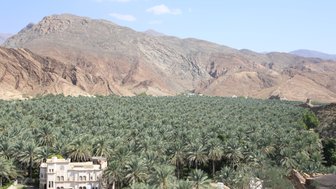 Zahlreiche Palmen säumen ein fruchtbares Tal im Hadschar-Gebirge – Oman mit Kindern
