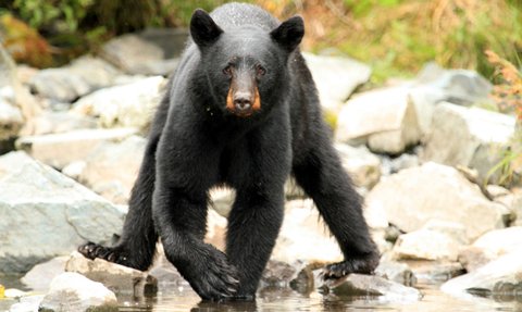 Ein schwarzer Bär steht auf Steinen in einem Gewässer, umgeben von grüner Vegetation und glatten Felsen.