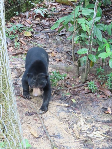 Schwarzer Malaienbär im Sun Bear Sanctuary – Malaysia & Borneo Familienreise