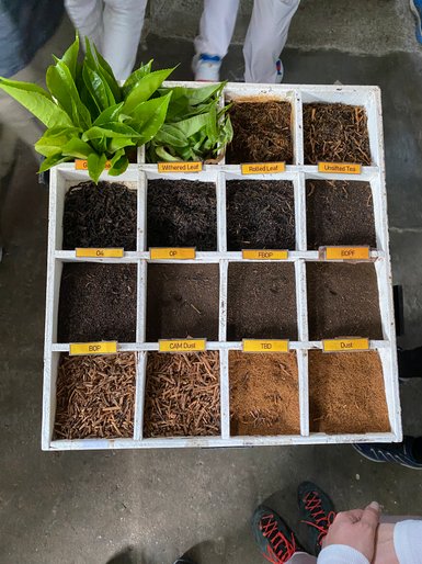 Teearten werden in den Cameron Highlands präsentiert – Malaysia & Borneo Reise mit Kindern