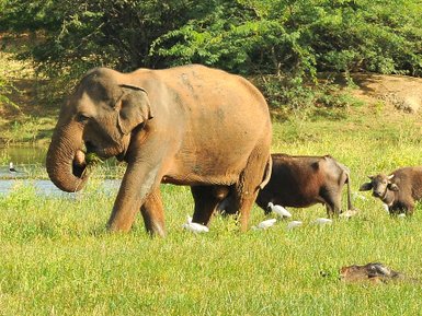 Einzelner Elefant beim Fressen in freier Natur – Sri Lanka Familienreise