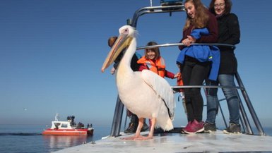 Ein Pelikan sitzt direkt vor einer Reisegruppe auf einem Boot - Namibia Urlaub mit Kindern