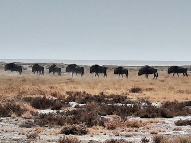 Eine Herde Gnus läuft durch die Savanne - Namibia Familienurlaub