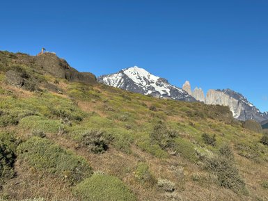 Ein Guanako steht auf einem Felsen, umgeben von sanften Hügeln und schneebedeckten Bergen im Hintergrund.