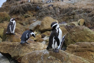 Kleine Pinguine am Strand von Bettys Bay – Garden Route mit Kindern