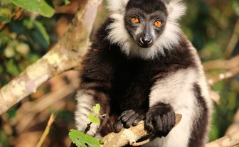 Ein schwarzer und weißer Lemur sitzt auf einem Ast und hält einen Zweig mit seinen Händen, während er in die Kamera schaut.
