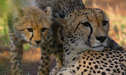 Ein Gepard und sein Junges ruhen in der warmen Sonne, umgeben von sanften, grünen Grasflächen im Nationalpark.