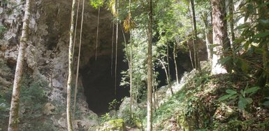 Eine große Höhle, umgeben von üppigem Grün, mit langen Lianen, die von den Felsen hängen und einen geheimnisvollen Eingang bilden.