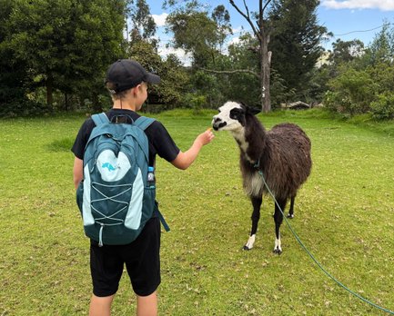 Ein Kind mit einem Rucksack füttert ein Lama auf einer grünen Wiese, umgeben von Bäumen und einem blauen Himmel.