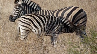 Zwei Zebras stehen nebeneinander im Makutsi – Südafrika mit Kindern