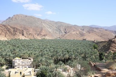 Zahlreiche Palmen säumen ein fruchtbares Tal im Hadschar-Gebirge – Oman mit Kindern