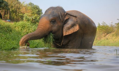 Gemütlicher Elefant steht im Wasser und frisst Gras – Thailand Familienreise