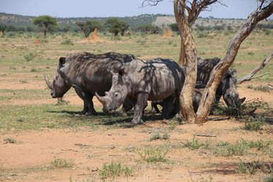 Vier Nashörner genießen den Schatten eines Baumes - Namibia Familienurlaub