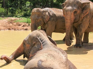 Elefanten genießen ein erfrischendes Bad im Fluss – Thailand Reise mit Kindern