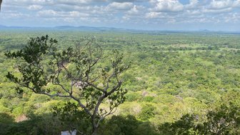 Der Sigiriya-Felsen ragt zwischen grünen Bäumen hervor – Sri Lanka Familienreise