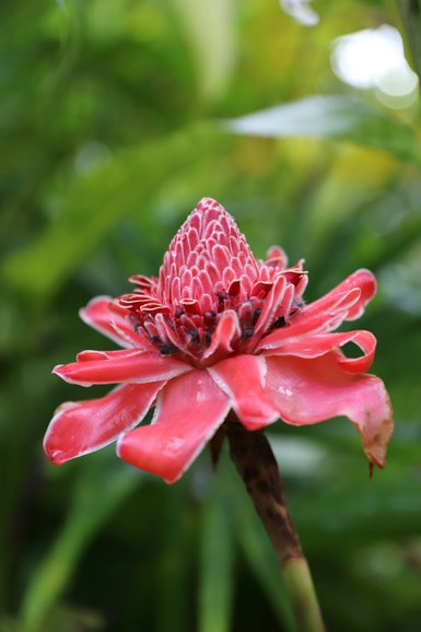 Leuchtend pinke Blüte in der Flora Costa Ricas – Costa Rica Familienreise