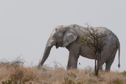 Ein Elefant steht ruhig in der Landschaft - Namibia Familienurlaub