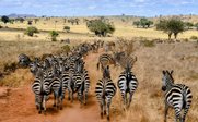 Zebraherde in dürrer Landschaft - Kenia Safari mit Kindern