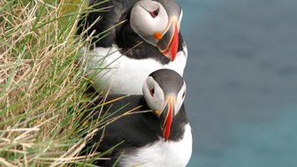 Zwei Papageientaucher sitzen eng beieinander auf einer grasbewachsenen Klippe, umgeben von blauem Wasser.