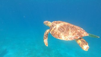 Eine Meeresschildkröte schwimmt elegant durch das klare, blaue Wasser, umgeben von einer ruhigen Unterwasserlandschaft.