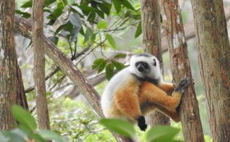 Ein Sifaka sitzt auf einem Baumstamm und schaut neugierig in die Kamera, umgeben von üppigem Grün.