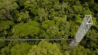 Eine schmale Hängebrücke schwebt über dem dichten, grünen Blätterdach des Regenwaldes, umgeben von hohen Bäumen.