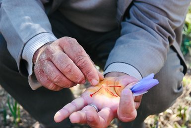 Safrananbau erklärt von einem Einheimischen in Taliouine – Marokko Reise mit Kindern