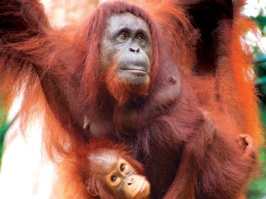 Orang-Utan-Baby hält sich schützend an seiner Mutter im Regenwald fest – Malaysia & Borneo Familienreise