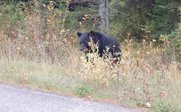 Ein schwarzer Bär steht zwischen hohem Gras und Sträuchern, während er die Umgebung aufmerksam beobachtet.