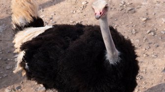Strauß im Naturschutzgebiet Azraq - Jordanien Familienurlaub