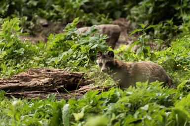 Ein Marderhund steht aufmerksam im dichten, grünen Unterholz, umgeben von üppigen Pflanzen und einem Holzstamm.