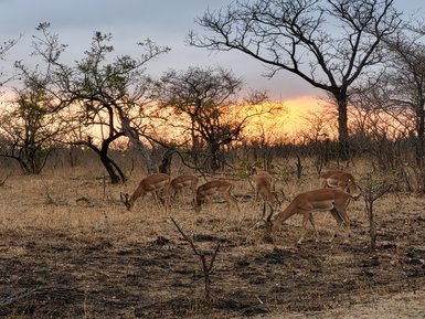 Antilopen fressen im warmen Licht des Sonnenuntergangs im Kruger Nationalpark – Südafrika Familienreise