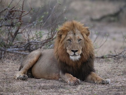 Ein Löwe sitzt in der trockenen Savanne des Kruger Nationalparks – Südafrika Reise mit Kindern