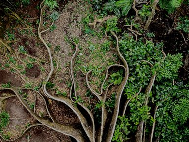 Detaillierte Baumwurzel mit grünem Laub im Nationalpark Rincón de la Vieja – Costa Rica Familienreise