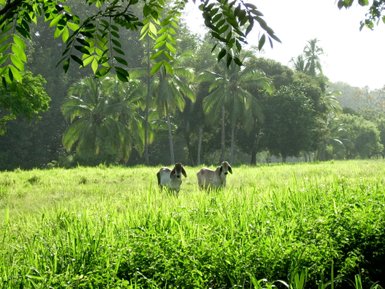 Zwei Kühe grasen friedlich auf einer weiten, üppigen Wiese, umgeben von hohen Palmen und grünem Gras.