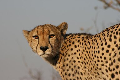 Ein Leopard schaut ruhig in die Ferne - Namibia mit Kindern