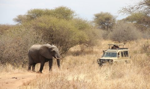 Ein Elefant wandert durch die trockene Savanne, während ein Geländewagen mit Touristen in der Nähe steht.