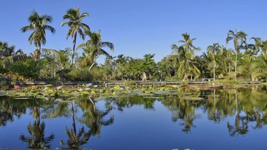 Ein ruhiger Teich mit Seerosen und Palmen, die sich im Wasser spiegeln, unter einem strahlend blauen Himmel.