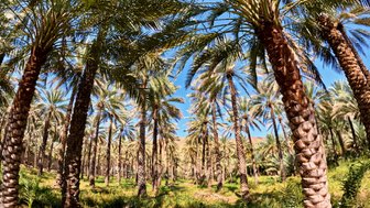 Hohe Palmen im Dorf Birkat Al Mauz – Oman Familienreise