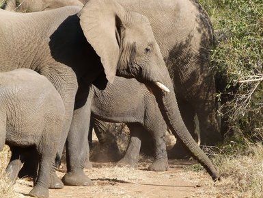 Mehrere Elefanten ziehen gemeinsam durch die Landschaft in einem südafrikanischen Nationalpark – Südafrika Familienreise