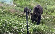 Zwei Bären auf Wiese - Rumänien Familienreise