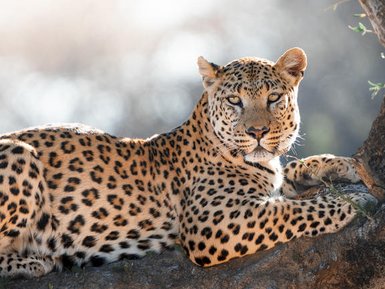 Ein Leopard liegt entspannt auf einem Baumstamm und blickt aufmerksam in die Kamera, seine Flecken leuchten im Sonnenlicht.