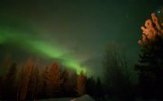 Ein atemberaubendes Nordlicht leuchtet über einem verschneiten Wald, während die Sterne am Nachthimmel funkeln.