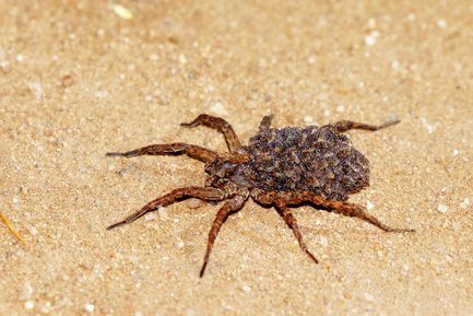 Ein brauner Krebs mit einer rauen, steinartigen Oberfläche krabbelt über den sandigen Boden, umgeben von kleinen Steinen.