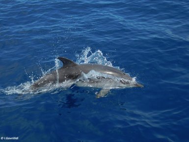 Einzelner Delfin gleitet durch das klare Wasser des Ozeans – Südafrika Reise mit Kindern